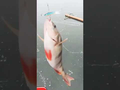 А у тебя есть? #рыбалка #зимняярыбалка #fishing #assistancetv А у тебя есть? #рыбалка #зимняярыбалка #fishing #assistancetv