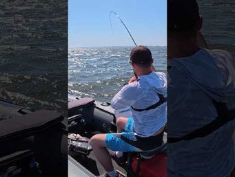 Сомяра на цю приманка вже не вперше #рибалка #fishing #спінінг
