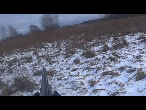ОТЛИЧНАЯ ОХОТА НА ЗАЙЦА С ГОНЧИМИ 2025!!!