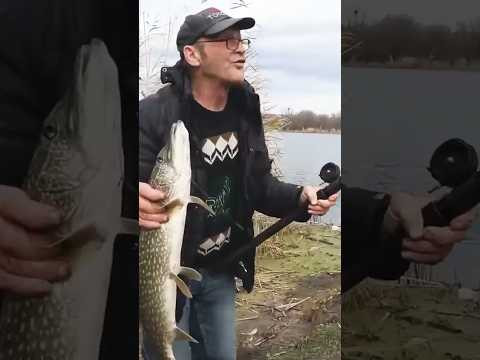 Наконец и деду засосала #рыбалка #assistancetv #fishing #поплавок #щука #рибалка Наконец и деду засосала #рыбалка #assistancetv #fishing #поплавок #щука #рибалка