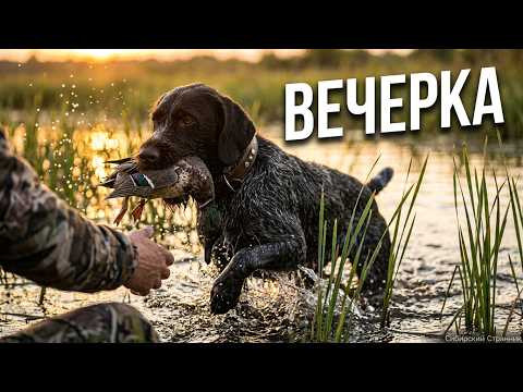 Охота с дратхааром в Сибири. Патроны закончились быстро.