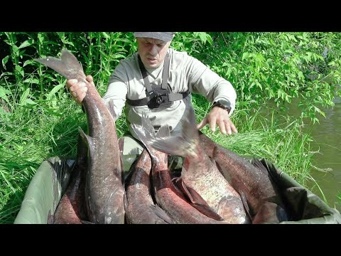 Цього ви точно не знали! Ділюсь секретом як успішно ловити товстолоба! Рибалка на технопланктон Цього ви точно не знали! Ділюсь секретом як успішно ловити товстолоба! Рибалка на технопланктон