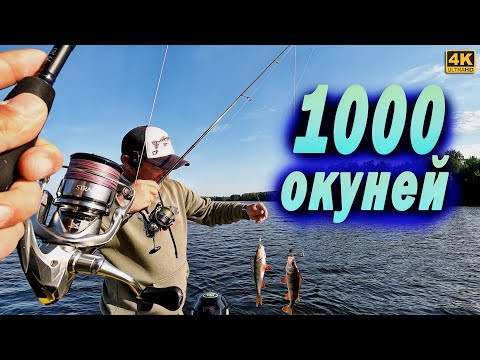 Поймали 1000 окуней. Такой клёв ОДИН РАЗ В ГОД