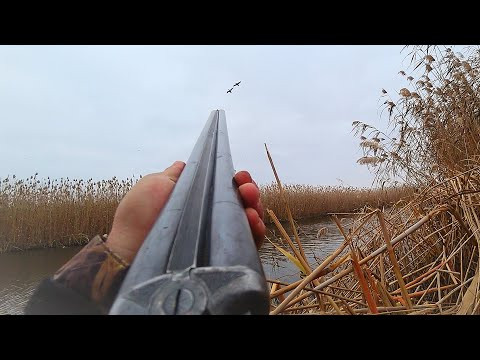 С ДЕДОВСКИМ РУЖЬЁМ В КАМЫШОВУЮ ТАЙГУ. ТЫСЯЧИ ПЕРЕЛЁТНЫХ УТОК ЗИМУЮТ ЗДЕСЬ. Охота на утку с чучелами.