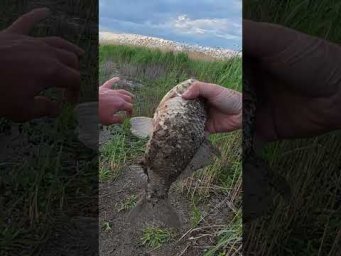Вбиця ляща дає карася #рибалка #shorts #carp