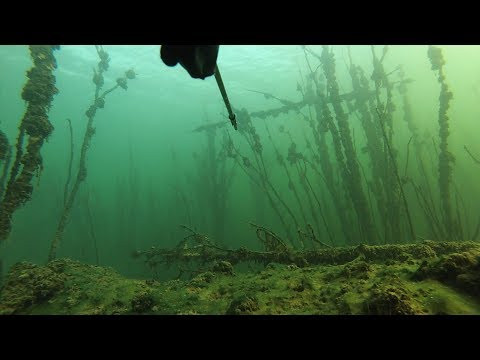 ЛЕС. ТРОФЕЙНАЯ ПОДВОДНАЯ ОХОТА. ЛЕС. ТРОФЕЙНАЯ ПОДВОДНАЯ ОХОТА.