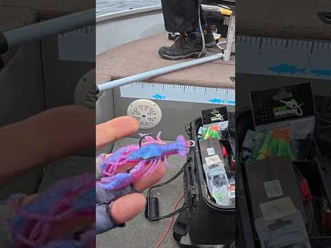 Можливості БУЗКОВОГО РАКА #рибалка #fish #shorts Можливості БУЗКОВОГО РАКА #рибалка #fish #shorts