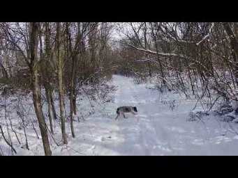 Охота на зайца - снег его выдал