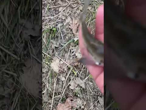 Хотя бы такая ловится #рыбалкакстово #густера #фидер
