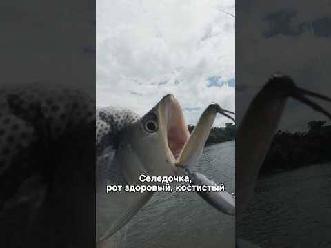 Один из самых древних видов рыб &ndash; аравана