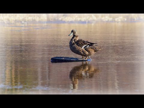 Классическая охота с подсадными утками на весеннего селезня!