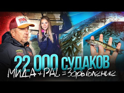 Большое зарыбление судаком Угличского водохранилища от PAL и Мида Групп. Интервью с рыбоводами