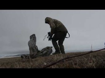 Добыл ГУСЕЙ сидя на пне в открытой тундре.