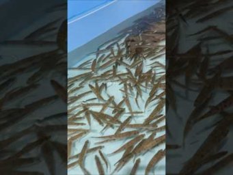 22.000 новых судаков выпустили в Углическое водохранилище