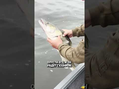 Рекордный судак из Тюмени.  #fishing #рыбалка #рыбалкасгидом