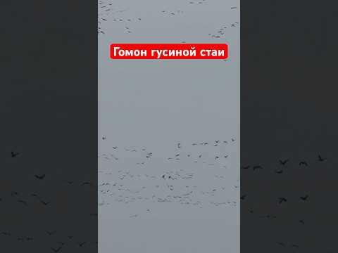 Белолобые гуси   #охота #wildlife #весенняяохота #охотанагуся