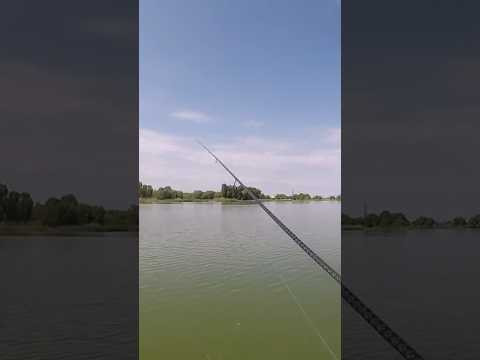 Техніка ловлі на МІКРУХУ і ТРОФЕЙ Ваш #shorts #рибалка #судак