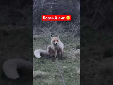 Лиса не боится человека #охота #охотаналису #wildlife
