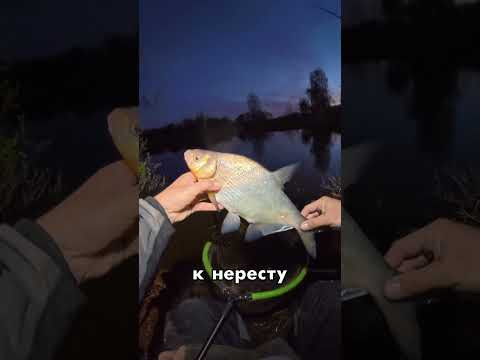 День 26✅ Ночной лещ на фидер