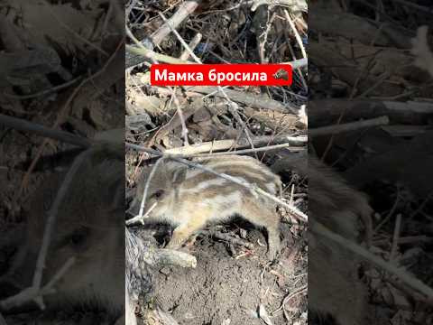 Мамка оставила мальца   #охота #hunting #охотанагуся #охотанакабана