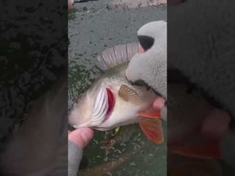 Херня, а ловит  #рыбалка #fishingvideo #assistancetv #мормышка #безмотылка #fishing #поплавок