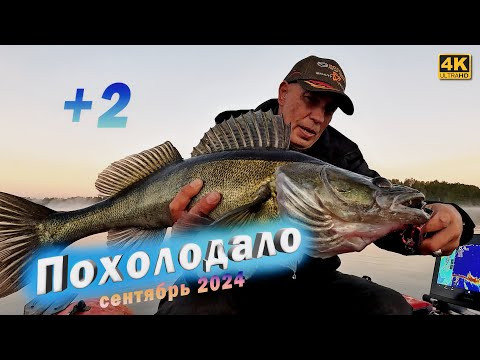 Похолодало. Ловим судаков и отпускаем. Рыбалка в сентябре 2024 Похолодало. Ловим судаков и отпускаем. Рыбалка в сентябре 2024