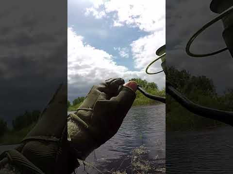 Сазаненко на  дикарі #рибалка #fishing #сазан