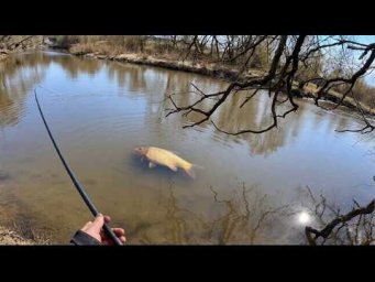 Забросил ЧЕРВЯ ПОД ДЕРЕВО и СРАЗУ НАЧАЛСЯ ЖОР! Ловля КАРАСЯ на МАХОВУЮ УДОЧКУ. Рыбалка весной 2026.