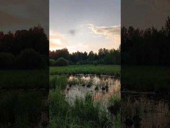 Работа с молодыми Дратхаарами по утке, натаска! #дратхаар #охотанауток