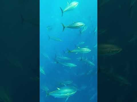 3 дня в ГОЛУБОЙ БЕЗДНЕ