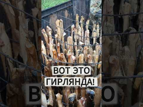 Еда БОГОВ, не иначе 