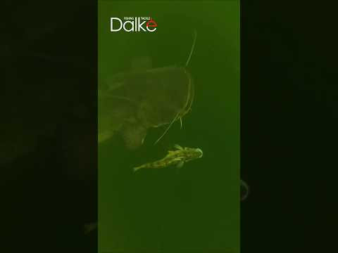Сом на приманку-робота? | Тест Kanama Smart Bait (электронная приманка) #сом #приманка #dalkefishing
