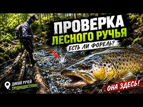 Туда почти никто не ходит&hellip; Проверили наш любимый лесной ручей!