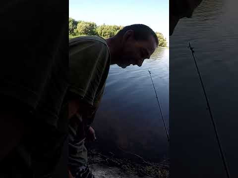 ТОП Фідера спінінгіста #арт #shorts #short #рибалка ТОП Фідера спінінгіста #арт #shorts #short #рибалка