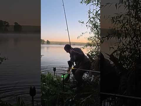 Вытащил толстолобика рукой из воды  #рыбалка  #толстолобик