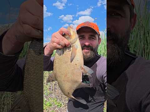 Як Ми ляща хилитали  #рибалка #fishing #рыбалканафидер