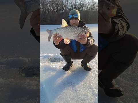 Донка ловить на Десні #fishing #carpfishing Донка ловить на Десні #fishing #carpfishing