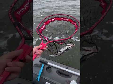 Джек - ПОТ ((( 111 ))) #рибалка #fishing #shorts