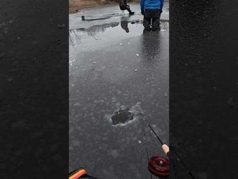 Положив під камінь і Є #shorts #карась #рибалка