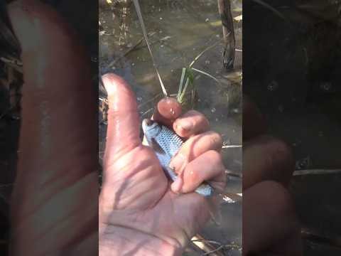 Тёрка плотвы - руками лови #fishing #assistancetv# рыбалка #весенняярыбалка #рыбалкаудалась Тёрка плотвы - руками лови #fishing #assistancetv# рыбалка #весенняярыбалка #рыбалкаудалась
