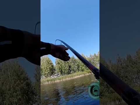 СОМ на КИВОК #shorts #рибалка #сом СОМ на КИВОК #shorts #рибалка #сом