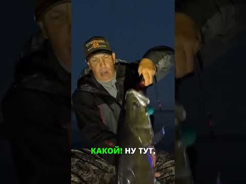 Судак-монстр: Еле поместился в подсачек! Судак-монстр: Еле поместился в подсачек!