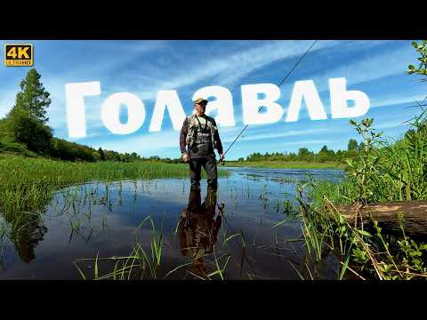 Май - время ловли голавля | Где его искать в этом году?