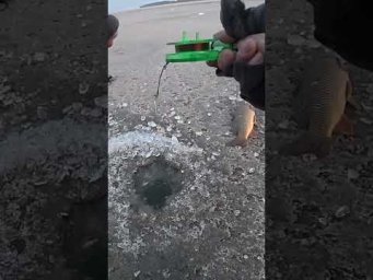 Сазаняччя рве мормишки. Матюкатись заборонено #shorts #рибалка #трофей