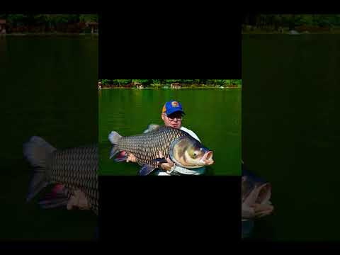сиамский карп на 30 + и его дружки
