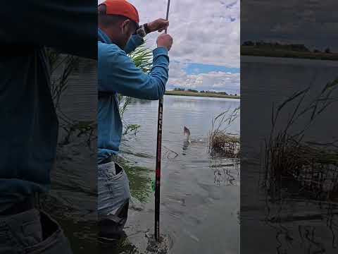 Карасі велетні в снопах на кивок #shorts #рибалка #карась