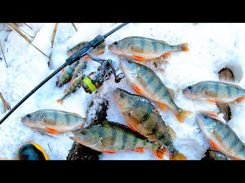 ПЕРВЫЙ МОРОЗ на РЕКЕ... РЫБАЛКА НА ЗИМОВАЛЬНЫХ ЯМАХ!!! Столько рыбы на Донце я не помню
