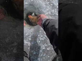 Рижого САЗАНА тягнули на арапа  #рибалка #сазан #короп