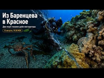 Из Баренцева в Красное море. Два моря глазами инструктора по дайвингу.