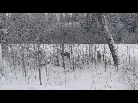 Мороз и солнце день чудесный 